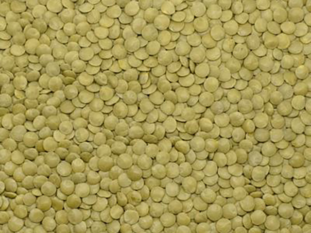 Green Lentils Laird (6,5-7 mm)