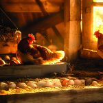 Healthy brown hens and fresh eggs in a sunlit, natural wooden coop with the Sarbio logo.